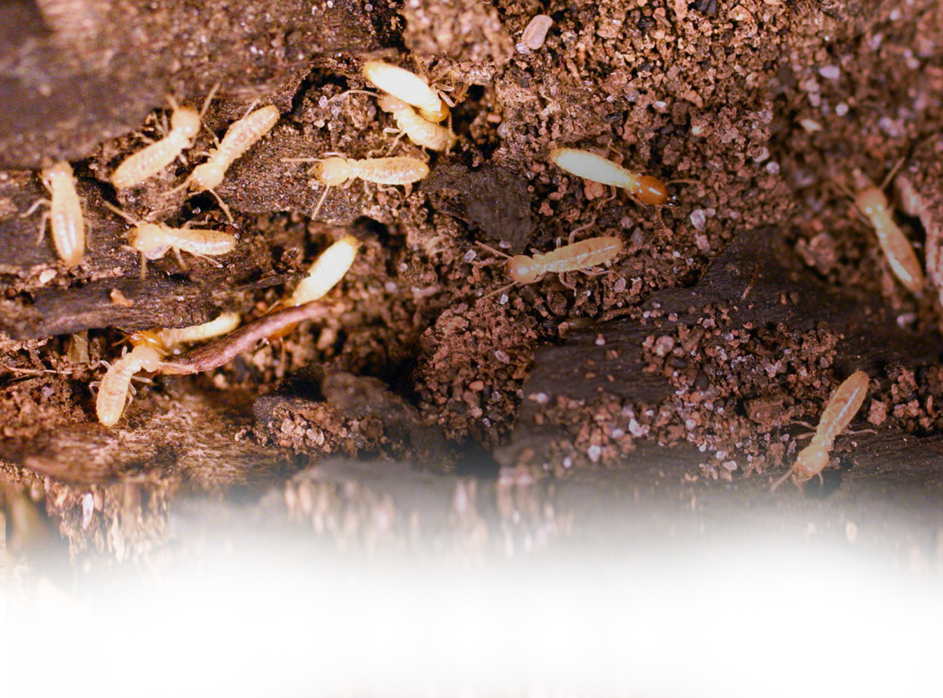 White Ant and Termite Control